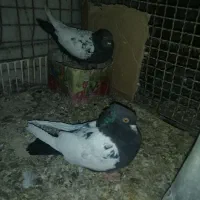 یه جفت سینه سیاه درجه یک بدون دم پوز|پرنده|داراب, |دیوار