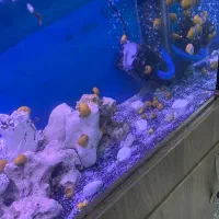 لجنخوار حلزون کت پوره ای