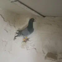 هفرنگ نر|پرنده|تاکستان, |دیوار