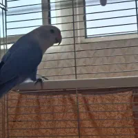 پرنده کوتوله|پرنده|یزد, |دیوار