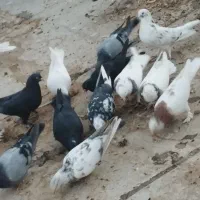 کبوتر|پرنده|جونقان, |دیوار