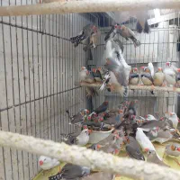 مرغ عشق فنج|پرنده|شیراز, شهرک پرواز|دیوار