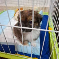 اشتیپز پامر بامزه و شیطون