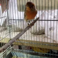 دوتا قناری نر بخون اوپال سرخ و اوپال سبز طوسی