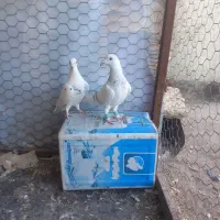 کبوترالمانی درچناران|پرنده|چناران, |دیوار