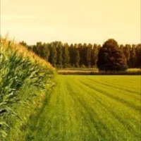 یک پلاک زمین باغچه