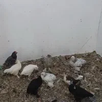 جوجه پلیموت برهما گلین مرندی