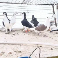 سلام ۱2 تا حیون فروشی کسی خواست ما در خدمتیم|پرنده|پائین جام, |دیوار