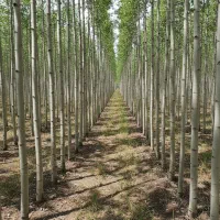 صنوبر سنندجی، بهترین انتخاب برای زمین‌های شیب‌دار