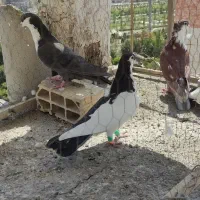 کرواتی کاکلی و چپ دم سیاه نر