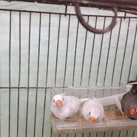 فنچ نروماده،سفید و رنگی،بالغ|پرنده|قرچک, محمد آباد|دیوار