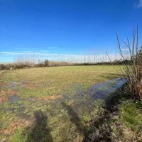 فروش-شالیزار15000-هزار-متر-کد-541