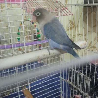 طوطی برزیلی نر معاوظه با ماده