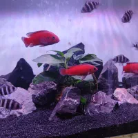 ماهی سیچلاید تورکانا (کم یاب)