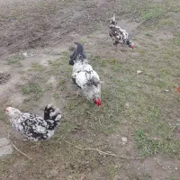 تخم مرغ گلین لری