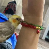 عروس هلندی گمشده