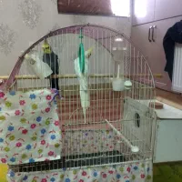 جفت عروس هلندی..باقفس و لوازم..