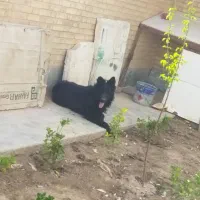 سگ نر