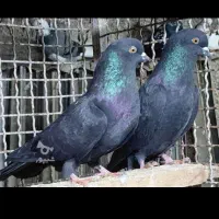 ۶۰تاکفترفروشیامعاوضهباموتورمدارکمهمنیتمیز|پرنده|بابل, |دیوار