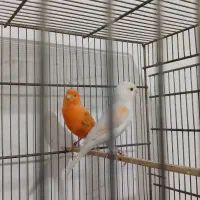 قناری نروماده درحمیدیه