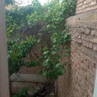 برگ انگور