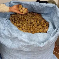 گرده تازه کاغذی