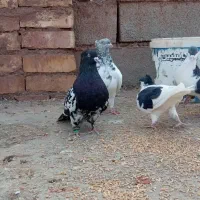 8عدد کبوتر سرحال|پرنده|شامکان, |دیوار