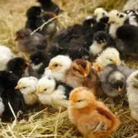 تخم نطفه دار از شما دستگاه از ما