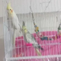 عروس هلندی|پرنده|رضویه, |دیوار