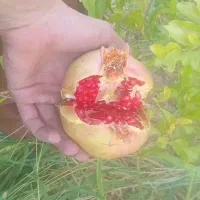 انار درجه یک خونی َشرطی
