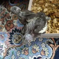 جوجه عروس هلندی