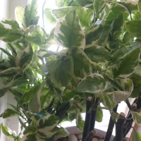 شاخه ریشه زده بنجامین ابلق