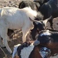 گوسفند فروشی