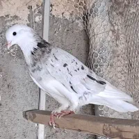 کبوتر اس|پرنده|تهران, مشیریه|دیوار
