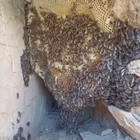 عسل طبیعی صخره موجوده|خوردنی و آشامیدنی|دهلران, |دیوار
