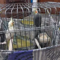 یه جفت عروس هلندی با  قفس بزرگ چوبی