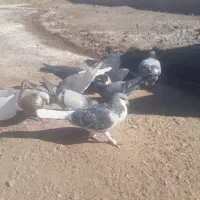 چندعددکبوترفروشی|پرنده|کورین, |دیوار