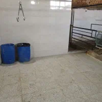 فروش بره وگوسفندزنده مرغوب وچاق وسالم|حیوانات مزرعه|قم, شهرک طالقانی|دیوار