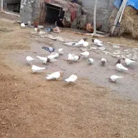 ۲۰عدد کله زرد وقرمز