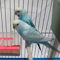 جفت مرغ عشق تضمینی معاوضه با قناری