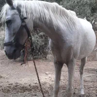 مادیان و نریان کُرد معاوضه با گوسفند و...