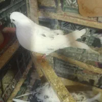 کبوتر نر خال پیس|پرنده|شاهین دژ, |دیوار