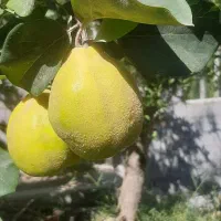 باغچه ایوند