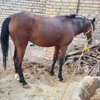 اسب مادیان|اسب و تجهیزات اسب‌سواری|الشتر, |دیوار