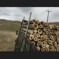 خرید و فروش چوب|خدمات باغبانی و درختکاری|تویسرکان, |دیوار