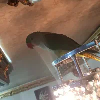 شاه طوطی زیبا با وسایل|پرنده|خوی, |دیوار