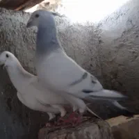 کبوتر. عروس هلندی. مرغ عشق