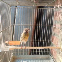 سهره، گلسر قناری|پرنده|باقرشهر, |دیوار