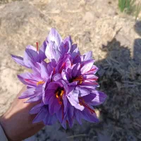 کود اوره شیمیایی سفید