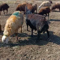 یک عدد قوچ قره قزل صل به فروش میرسد|حیوانات مزرعه|زرین دشت (همدان), |دیوار
